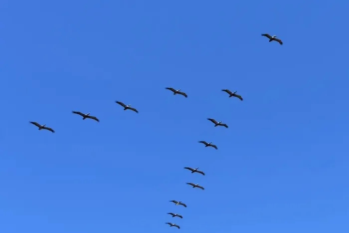 Framed Print : Pelicans in V formation over Playa Guiones beach, Nosara, Nicoya Peninsula, Guanacaste Province, Costa Rica, Central America Framed Print : Pelicans in V formation over Playa Guiones beach, Nosara, Nicoya Peninsula, Guanacaste Province, Costa Rica, Central America
