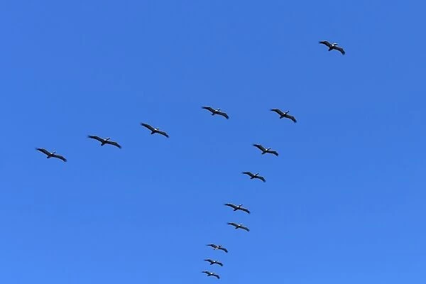 Pelicans in V formation over Playa Guiones beach, Nosara, Nicoya Peninsula, Guanacaste Province, Costa Rica, Central America