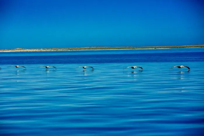 Framed Print : Pelicans, Whale Watching, Magdalena Bay, Mexico, North America Framed Print : Pelicans, Whale Watching, Magdalena Bay, Mexico, North America