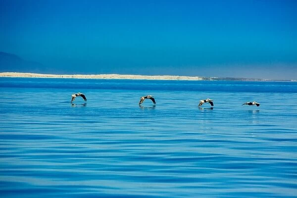 Pelicans, Whale Watching, Magdalena Bay, Mexico, North America