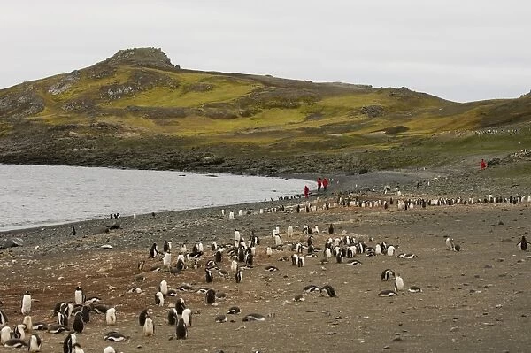 Penguin colony, Aitcho Island, South Shetland Islands, Antarctica, Polar Regions