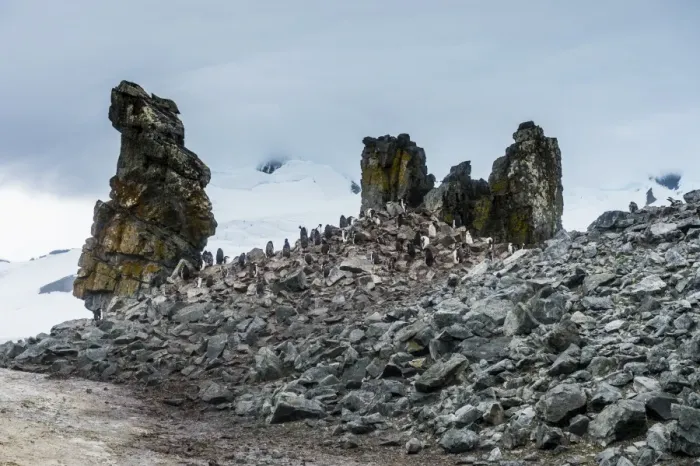 Framed Print : Penguins below dramatic rock formations, Half Moon Bay, South Sheltand Islands, Antarctica
