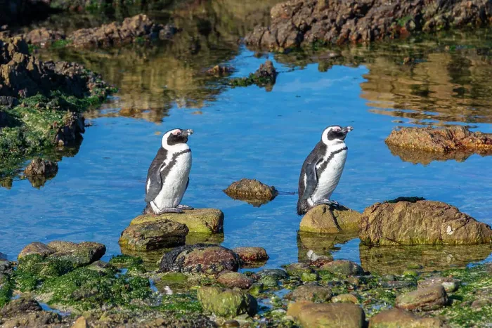 Framed Print : Penguins, Gansbaai, Western Cape, South Africa, Africa Framed Print : Penguins, Gansbaai, Western Cape, South Africa, Africa