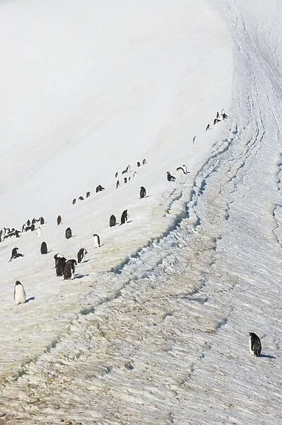 Penguins, Hope Bay, Antarctica, Polar Regions