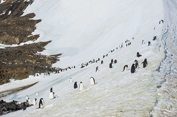 Penguins, Hope Bay, Antarctica, Polar Regions