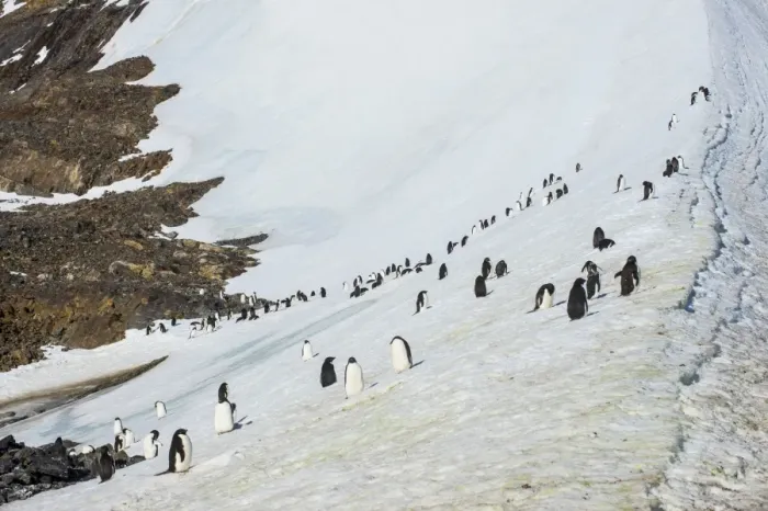 Framed Print : Penguins, Hope Bay, Antarctica, Polar Regions Framed Print : Penguins, Hope Bay, Antarctica, Polar Regions
