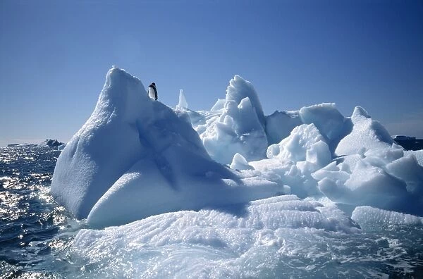 Two penguins on an iceberg in Antarctica, Polar Regions