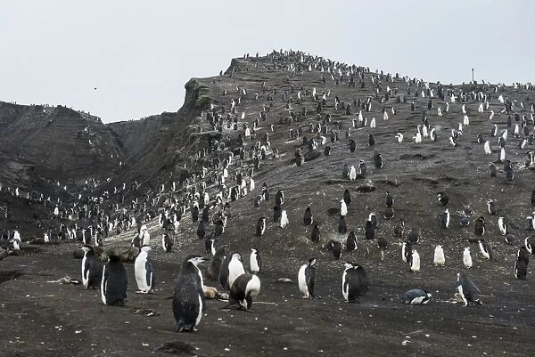 Penguins, Saunders Island, South Sandwich Islands, Antarctica, Polar Regions