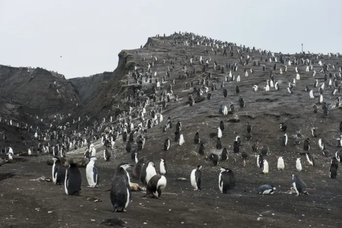 Framed Print : Penguins, Saunders Island, South Sandwich Islands, Antarctica, Polar Regions Framed Print : Penguins, Saunders Island, South Sandwich Islands, Antarctica, Polar Regions