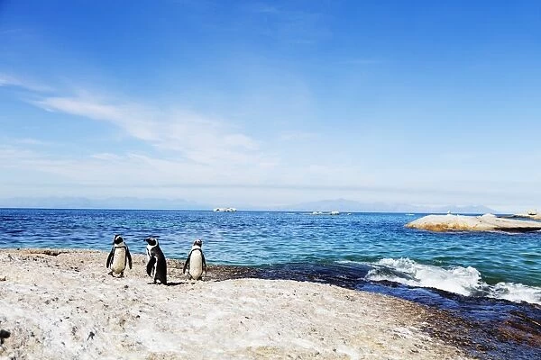 Penguins (Spheniscus demersus), Boulders Beach, Cape Town, Western Cape, South Africa