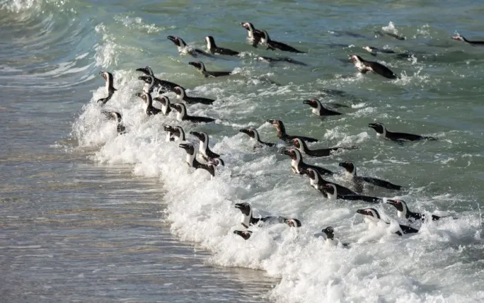 Framed Print : Penguins swimming in on the tide at Boulders Beach, Boulders Penguin Colony, Simons Town Framed Print : Penguins swimming in on the tide at Boulders Beach, Boulders Penguin Colony, Simons Town