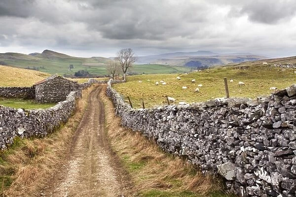 The Pennine Bridle Way near Stainforth in Ribblesdale, Yorkshire Dales, Yorkshire, England, United Kingdom, Europe