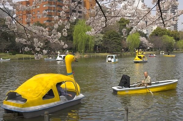 People enjoying boat ride on a pond with cherry blossom in foreground