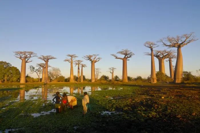 Framed Print : People fishing at the Avenue de Baobabs at sunset, Madagascar, Africa
