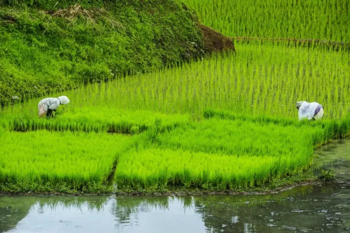 Framed Print : People harvesting in the rice teraces of Banaue, UNESCO World Heritage Site, Northern Luzon, Philippines, Southeast Asia, Asia Framed Print : People harvesting in the rice teraces of Banaue, UNESCO World Heritage Site, Northern Luzon, Philippines, Southeast Asia, Asia