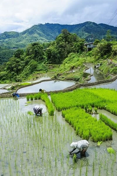 People harvesting in the rice terraces of Banaue, UNESCO World Heritage Site, Northern Luzon, Philippines, Southeast Asia, Asia