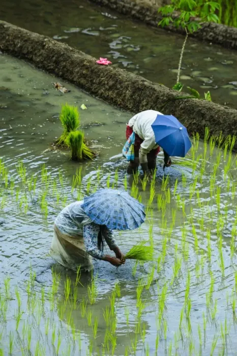 Framed Print : People harvesting in the UNESCO World Heritage Site of Banaue, Northern Luzon, Philippines, Southeast Asia, Asia Framed Print : People harvesting in the UNESCO World Heritage Site of Banaue, Northern Luzon, Philippines, Southeast Asia, Asia