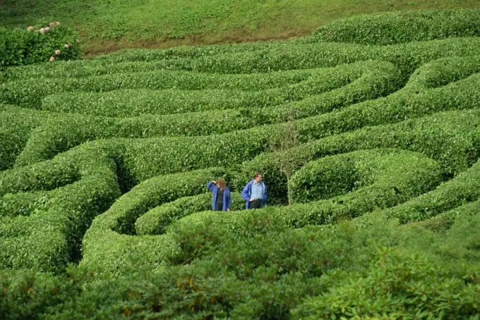 Framed Print : Two people lost in Glendurgan Maze, near Falmouth, Cornwall, England, United Kingdom Framed Print : Two people lost in Glendurgan Maze, near Falmouth, Cornwall, England, United Kingdom