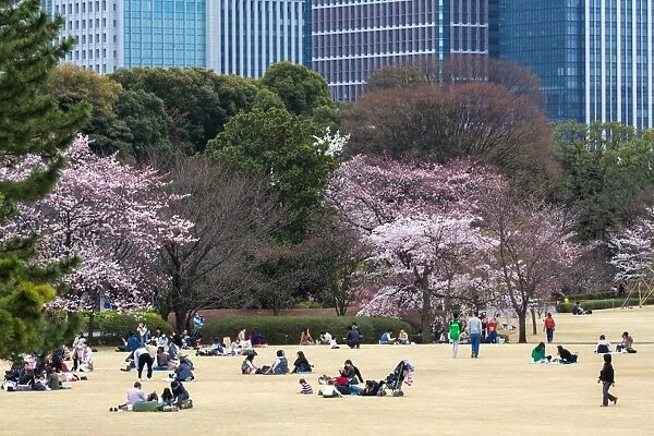 People relaxing and picnicking amongst the beautiful cherry blossom in Tokyo Imperial