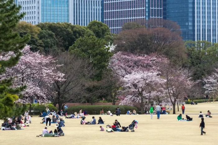 Framed Print : People relaxing and picnicking amongst the beautiful cherry blossom in Tokyo Imperial Framed Print : People relaxing and picnicking amongst the beautiful cherry blossom in Tokyo Imperial