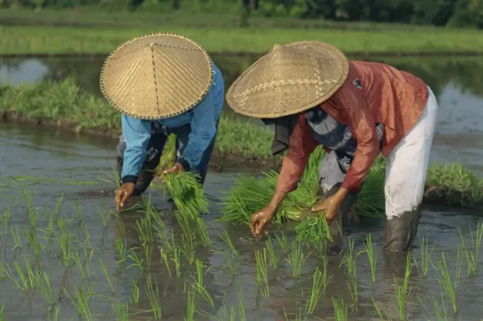 Framed Print : Two people rice planting Framed Print : Two people rice planting