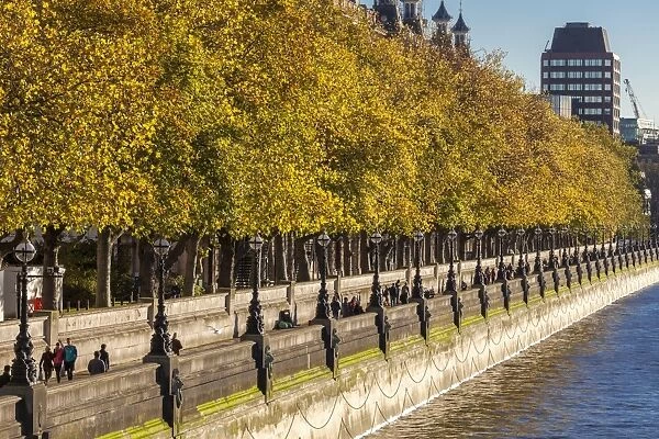 People walking beneath trees bearing autumn coloured leaves along the South Embankment of the River Thames, Westminster, London, England, United Kingdom, Europe