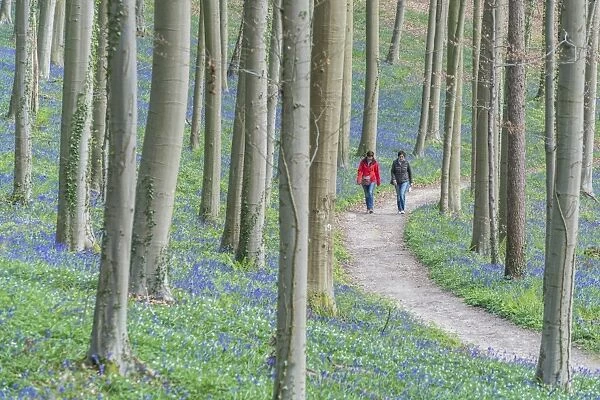 Two people walking on a pathway in a beechwood with bluebell flowers on the ground
