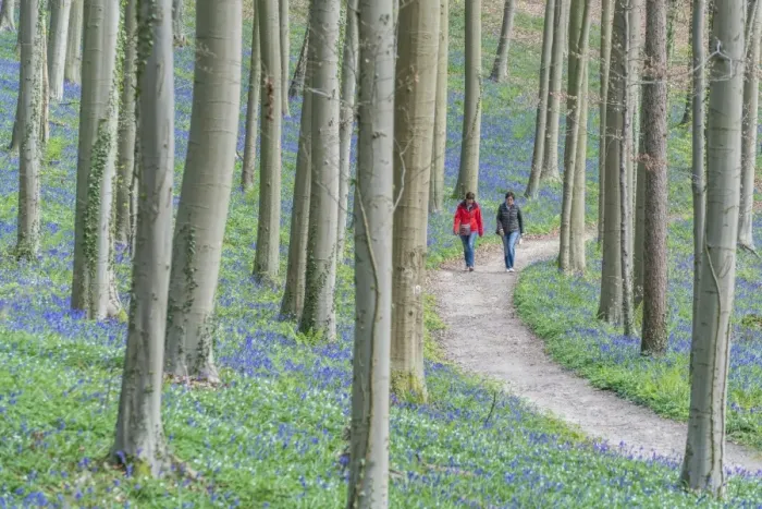 Framed Print : Two people walking on a pathway in a beechwood with bluebell flowers on the ground Framed Print : Two people walking on a pathway in a beechwood with bluebell flowers on the ground