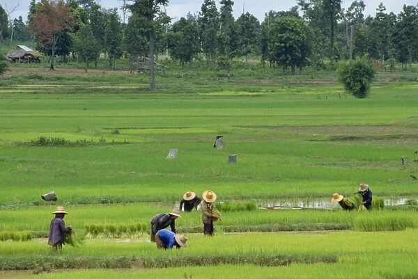 People at work in rice fields