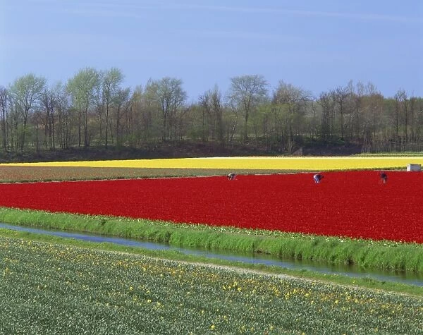 People working in the bulb fields in Holland