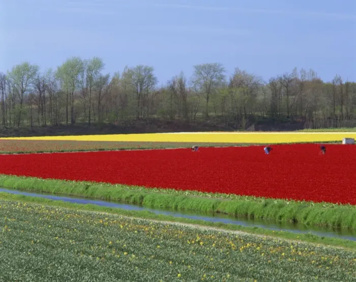 Framed Print : People working in the bulb fields in Holland Framed Print : People working in the bulb fields in Holland