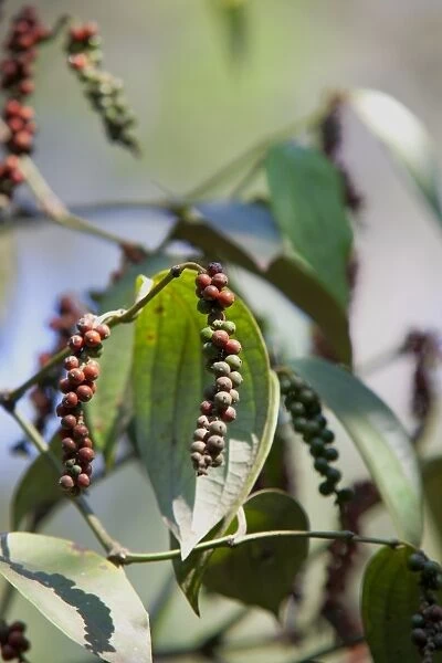 Peppercorn plant, Kerala, India, Asia