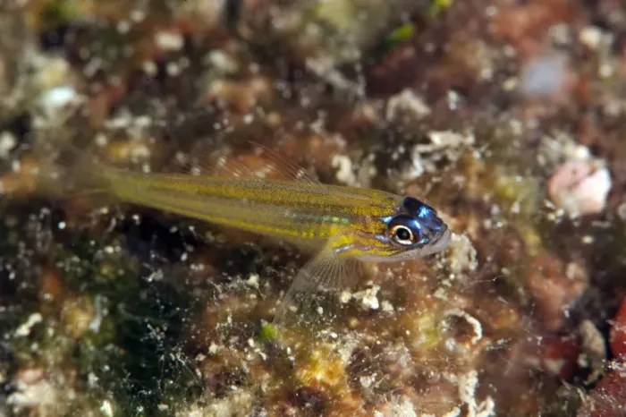Framed Print : Peppermint goby (Coryphopterus lipernes), Dominica, West Indies, Caribbean, Central America Framed Print : Peppermint goby (Coryphopterus lipernes), Dominica, West Indies, Caribbean, Central America