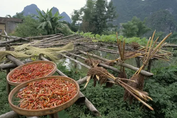 Framed Print : Peppers drying, Fung Lo village, China, Asia Framed Print : Peppers drying, Fung Lo village, China, Asia