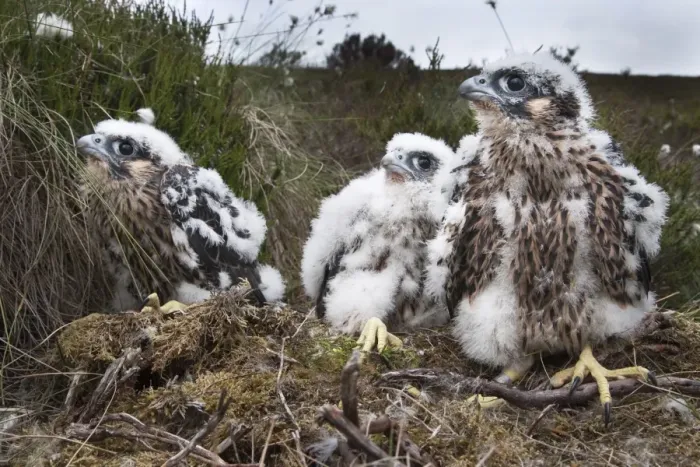 Framed Print : Peregrine chicks (Falco peregrinus), after being ringed, Northumberland National Park, England, United Kingdom, Europe Framed Print : Peregrine chicks (Falco peregrinus), after being ringed, Northumberland National Park, England, United Kingdom, Europe