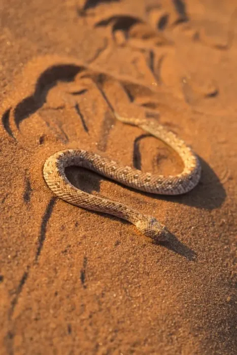 Framed Print : Peringueys adder (sidewinding adder) (Bitis peringueyi) sidewinding, Namib Desert, Namibia, Africa Framed Print : Peringueys adder (sidewinding adder) (Bitis peringueyi) sidewinding, Namib Desert, Namibia, Africa
