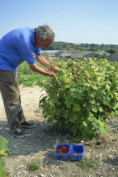 Peter picking currants at a PYO farm in Sussex, England, United Kingdom, Europe