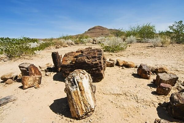Petrified Forest, fossilised tree trunks, Damaraland, Kunene Region, Namibia, Africa