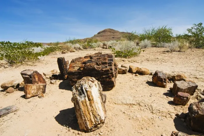 Framed Print : Petrified Forest, fossilised tree trunks, Damaraland, Kunene Region, Namibia, Africa Framed Print : Petrified Forest, fossilised tree trunks, Damaraland, Kunene Region, Namibia, Africa