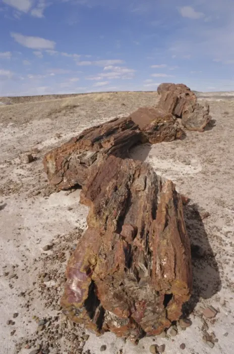 Framed Print : Petrified Forest National Park Framed Print : Petrified Forest National Park