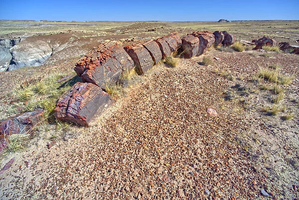 A petrified log along the trail to Marthas Butte in Petrified Forest National Park, Arizona, United States of America, North America