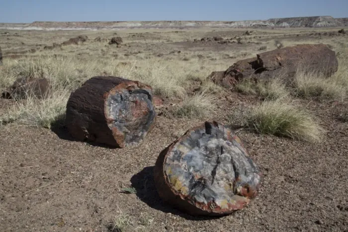 Framed Print : Petrified logs from the late Triassic period, 225 million years ago, Long Logs Trail, Petrified Forest National Park, Arizona, United States of America, North America