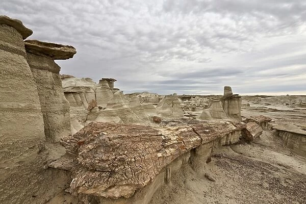Petrified tree trunk in the badlands, Bisti Wilderness, New Mexico, United States of America, North America