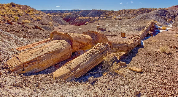 One of the few petrified trees almost intact, The Onyx Bridge in Petrified Forest