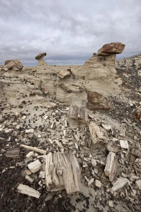 Framed Print : Petrified wood in the badlands on a cloudy day, San Juan Basin, New Mexico, United States of America, North America Framed Print : Petrified wood in the badlands on a cloudy day, San Juan Basin, New Mexico, United States of America, North America