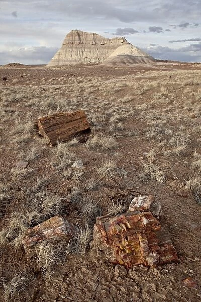 Petrified wood and an eroded hill, Petrified Forest National Park, Arizona