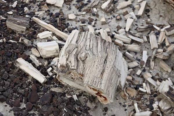 Petrified wood, San Juan Basin, New Mexico, United States of America, North America