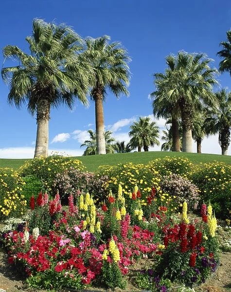 Petunias and antirrhinum flowers with palm trees in the background, at Desert Palm Springs