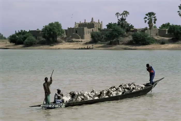 Framed Print : Peul herder and cattle crossing the River Bani during transhumance, Sofara, Mali, Africa