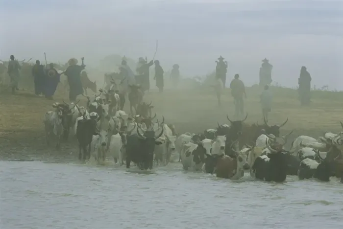 Framed Print : Peul men with cattle crossing the Bani River during transhumance, Sofara Framed Print : Peul men with cattle crossing the Bani River during transhumance, Sofara